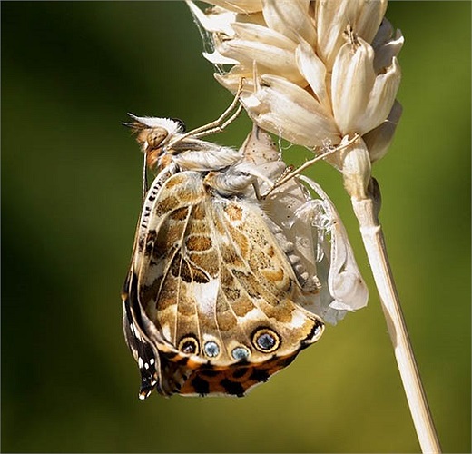 Lúc này đôi cánh dường như đã khô hơn nhiều và con bướm đã có thể sải cánh rộng hơn khoe được đường nét hoa văn đốm nâu vàng trên đó. 