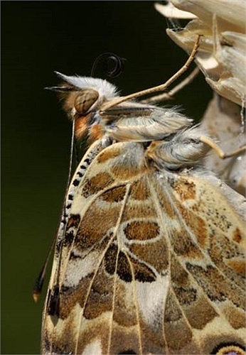 Con bướm đã có được đôi cánh hoàn hảo tuyệt đẹp và sẵn sàng cho cuộc đời mới. Nếu quan sát kỹ loài bướm Painted Lady chỉ có 4 chân thay vì 6 như loài khác vì đôi chân kia rất nhỏ, bị giấu phía dưới ngực con bướm. 