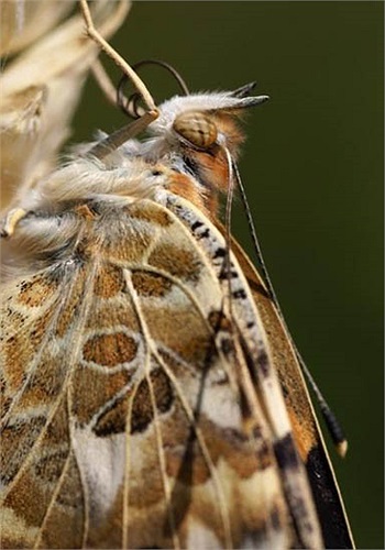 Phần lông phía trên đầu đã khô hơn, các tế bào tiếp nhận vị giác ở đôi chân và ở hai chiếc râu đã có thể phát huy tác dụng vào việc tìm kiếm thức ăn, xác định đúng vị trí loại cây để đẻ trứng sau này. 
