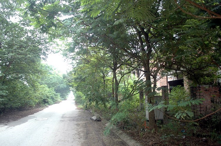 .. tuy nhiên, các căn biệt thự này đang bị cây xanh, cỏ dại 'chôn vùi' vì không có người ở 