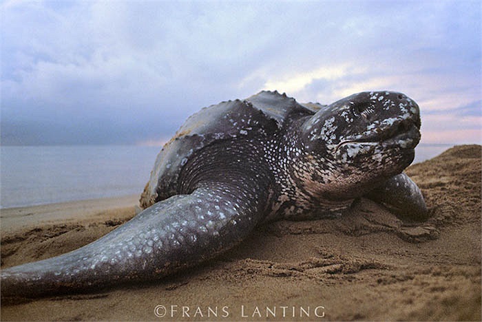 Chúng còn được gọi với cái tên rùa da, bởi đặc điểm khác biệt của loài rùa này là không có mai. Lưng của chúng được phủ một lớp da dày, rất dai. 