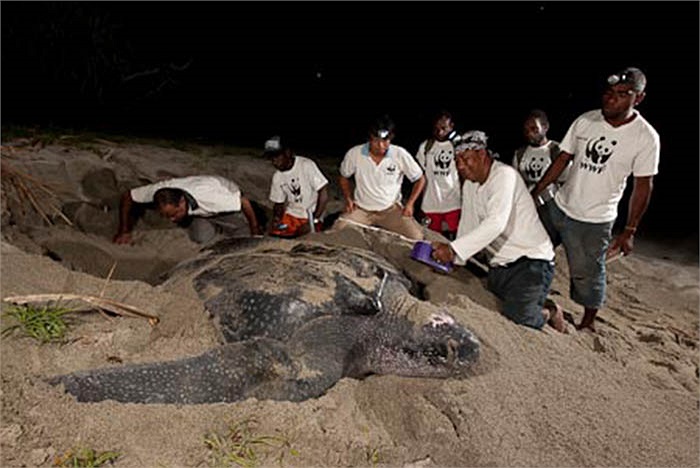 Như vậy, có thể nói, bất kể ngày hay đêm, biển động hay yên ắng, loài rùa này đều hoạt động với tốc độ cao.