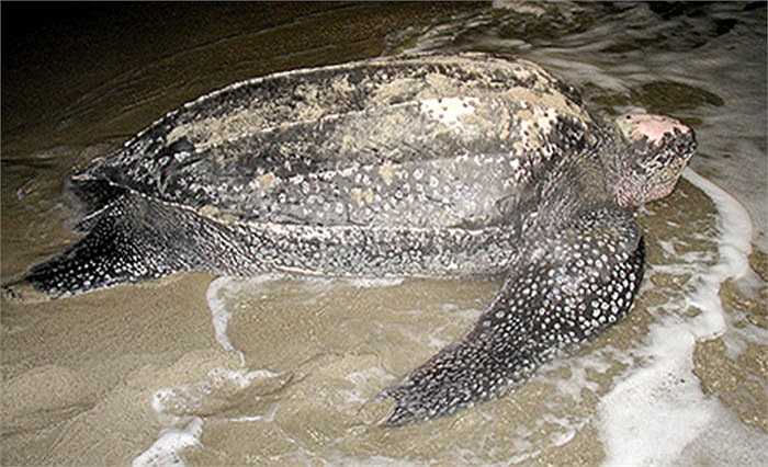 Sự vận động mạnh mẽ, khủng khiếp này khiến chúng duy trì mức độ thân nhiệt cao, ổn định và điều đặc biệt là tạo ra hệ thống cơ bắp cực kỳ mạnh mẽ.