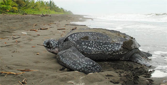 Chúng sống trong tất cả các vùng biển nhiệt đới và cận nhiệt đới, và còn được tìm thấy ở vòng Bắc cực.
