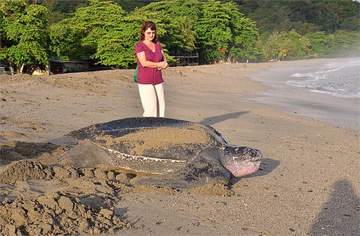 Quá trình giao phối diễn ra ngoài biển. Rùa đực không bao giờ vào bờ kể từ khi chúng nở ra từ quả trứng trên cạn.