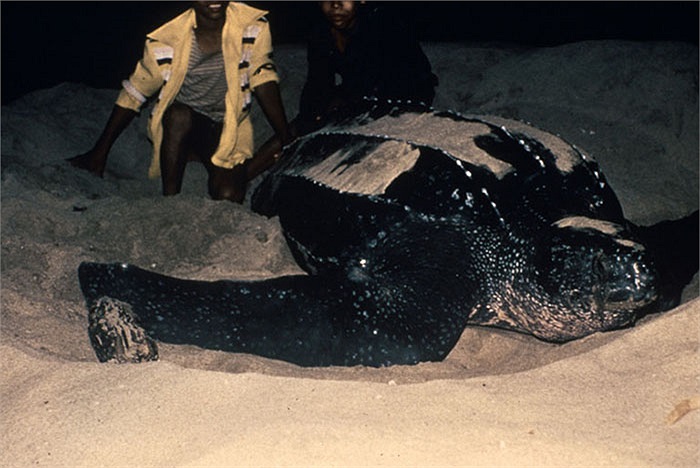 Điều đặc biệt nữa là rùa cái chỉ giao phối 1 đợt trong vòng 2-3 năm, nhưng chúng lại làm tổ và sinh sản thường xuyên. 