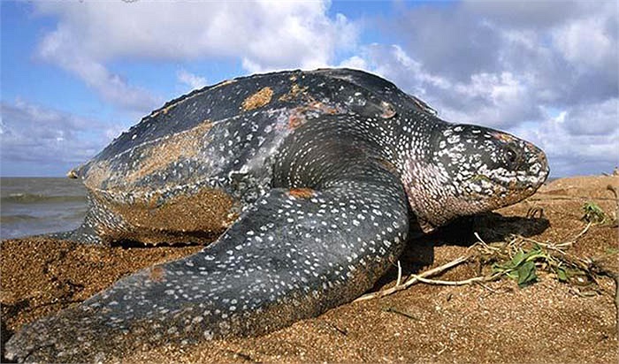 Rùa khổng lồ Dermochelys coriacea là loài duy nhất còn tồn tại trong họ Dermochelyidae. 