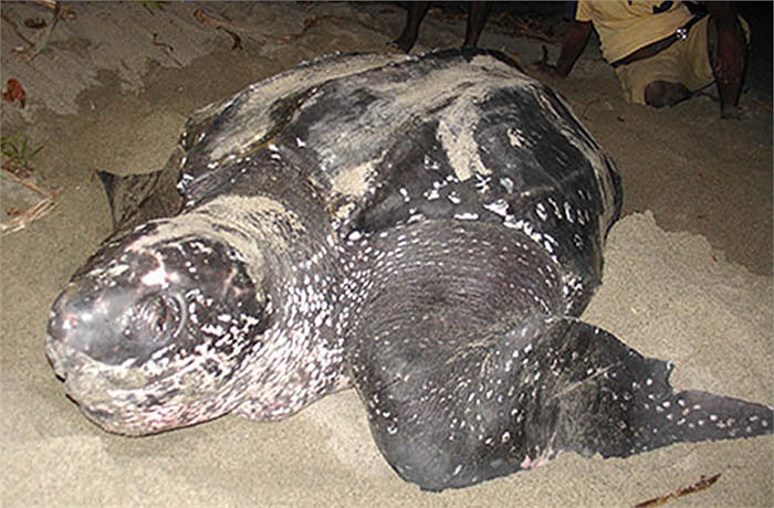 Rùa cái thường tìm bãi cát thoải, mềm, dùng chân trước bới sâu, đẻ trứng vào hố, rồi lấp cát lại. 