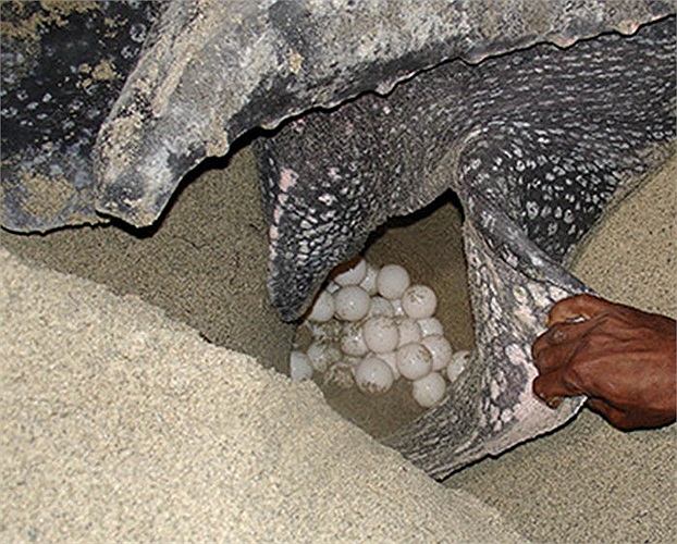 Chúng thường đẻ tới 9 ổ, mỗi ổ cách nhau 9 ngày. Mỗi ổ có tới 110 quả trứng. Như vậy, một đợt sinh đẻ, chúng cho ra đời gần 1.000 quả trứng.