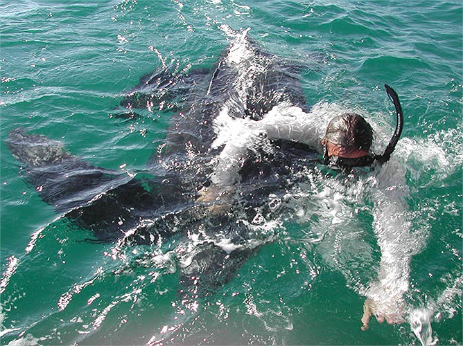 Có tới 85% số trứng nở thành rùa con. Tuy nhiên, số lượng rùa con sống sót đến khi trưởng thành lại vô cùng ít. Chúng phải đối mặt với vô số hiểm nguy rình rập kể từ lúc nở ra khỏi trứng.