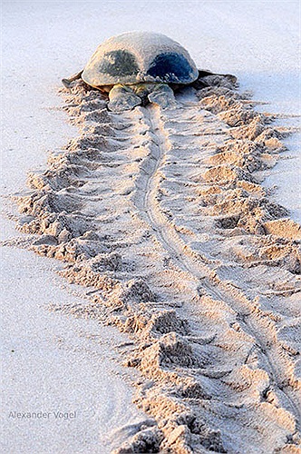 Thức ăn ưa thích của rùa Dermochelys coriacea là các loài sứa. Chúng thường di cư giữa những vùng nước lạnh, nơi có rất nhiều sứa sinh sống.