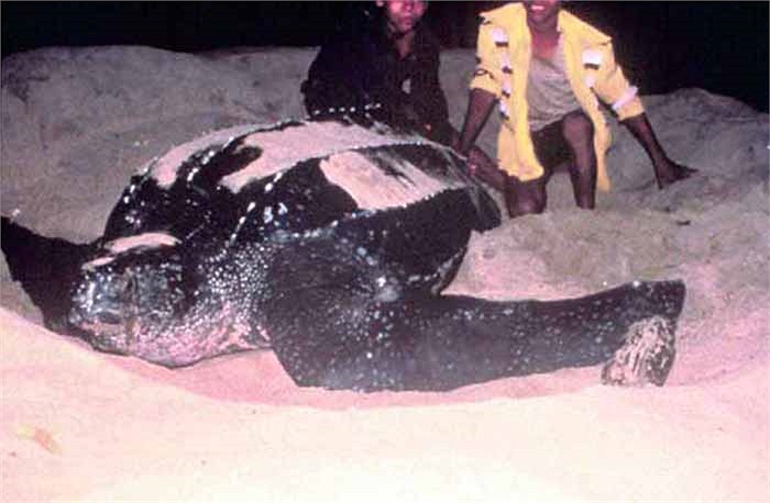 Các nhà khoa học khẳng định rằng, Dermochelys coriacea đã tồn tại ở dạng nào đó kể từ khi rùa biển xuất hiện cách đây 110 triệu năm trong kỷ Creta. 