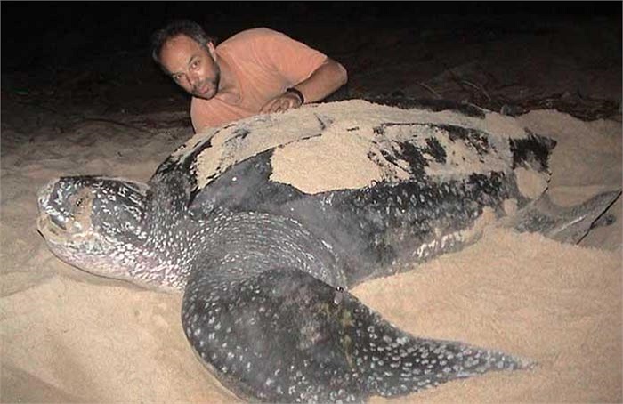 Chúng có quan hệ khá gần với họ vích (Cheloniidae). Chúng là loài duy nhất còn sinh tồn trong chi Dermochelys.