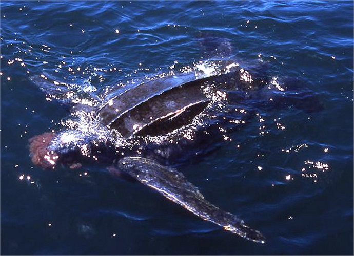 Sự suy giảm này là đáng cảnh báo cho sự tồn vong của rùa Dermochelys coriacea trong tương lai.