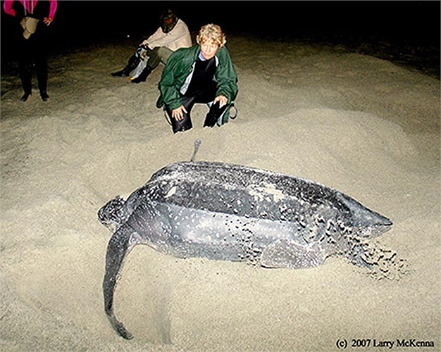 Nhiều nơi trên thế giới vẫn khai thác trứng rùa làm thực phẩm, đặc biệt là châu Á, bởi quan niệm trứng rùa có tác dụng tăng cường khả năng tình dục. 