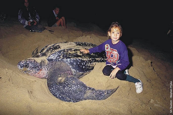 Tổ chức Leatherback Trust được thành lập với mục tiêu chủ yếu là bảo vệ các loài rùa biển. Quỹ này có nhiệm vụ xây dựng những nơi trú ẩn an toàn cho chúng ở Costa Rica và Parque Marino Las Baulas.