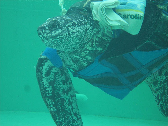 Năm 2011, ngư dân xã Tiến Thủy, Quỳnh Lưu, Nghệ An, đã bắt được con rùa Dermochelys coriacea dài trên 1,5 m, nặng 230 kg. Con rùa này đã được thả về biển.