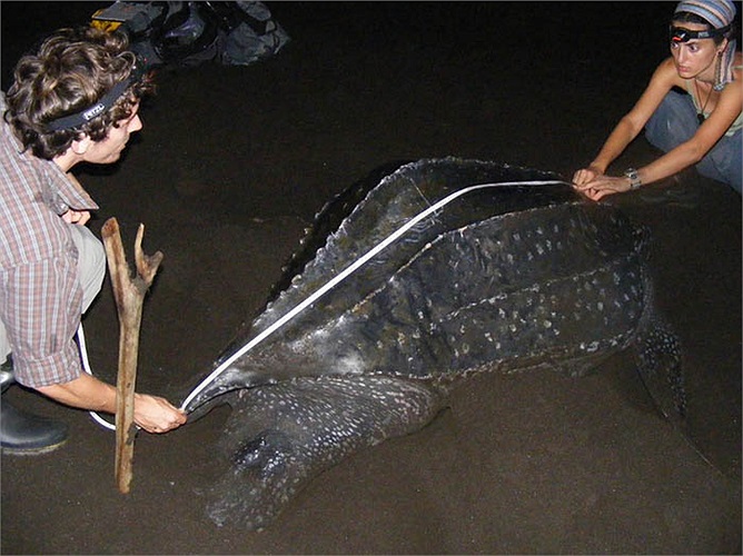 Theo các nhà khoa học, sở dĩ loài rùa này có tốc độ bơi khủng khiếp như thế bởi chúng có đôi chân chèo to, rộng, cực khỏe.