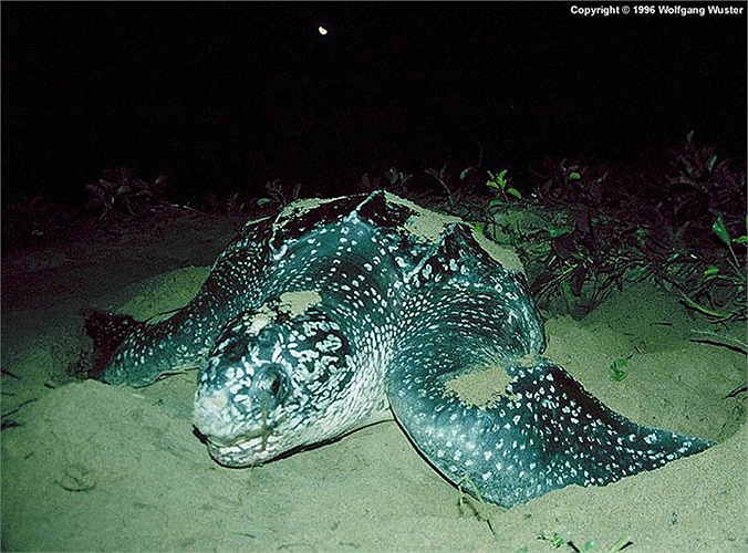 Con rùa to nhất được biết đến dài 3m, nặng 916kg, được phát hiện ở vùng biển phía Tây xứ Wales.