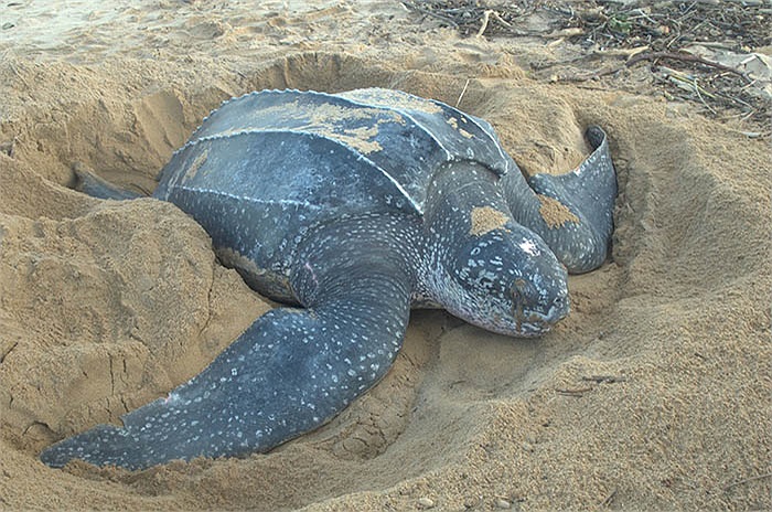 Cường độ hoạt động của rùa Dermochelys coriacea được coi là không có đối thủ. Chúng chỉ dùng khoảng 0,1% thời gian để nghỉ ngơi.