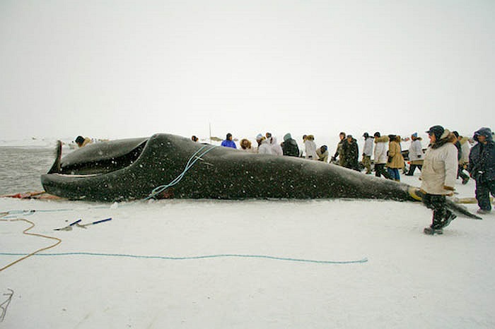 Eskimo hay còn gọi là Esquimaux, một tộc người có số dân khoảng 2 triệu, sinh sống theo nhóm dọc Đông Siberia của Nga sang Alaska của Mỹ và Greeland, Canada.