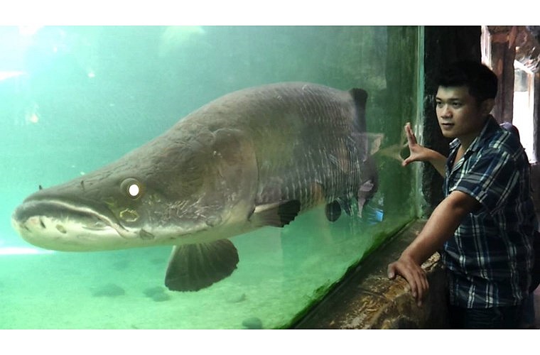 Cá hải tượng (còn gọi là hải tượng long hay cá rồng) là loài cá nước ngọt lớn nhất thế giới. Với những đặc tính về cách săn mồi, chúng được mệnh danh là 'quái vật vùng Amazon'. Bản tính cá rất hung dữ, có thể tấn công và hạ gục con mồi chỉ trong chốc