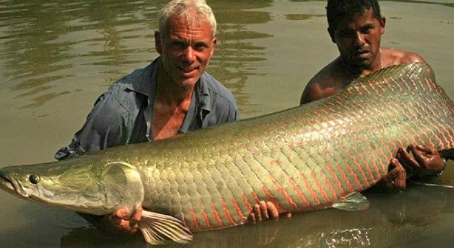 Loài này được giới câu cá săn tìm ráo riết và cần thủ nào săn được chú hải tượng khổng lồ, thì có 'số má' trong giới câu cá. 