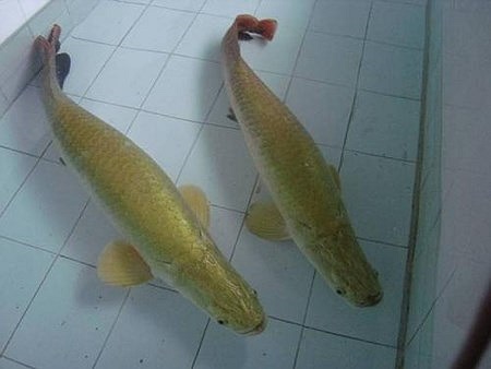 Cá hải tượng lúc nhỏ có kích thước chỉ bằng ngón tay, dài hơn 10 cm. Khi trưởng thành, cá có chiều dài lên đến hơn 2 m, thậm chí là 3 m, với cân nặng 300 kg. 