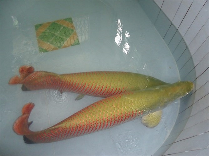 Chúng có 2 loại: màu vàng đuôi đỏ và màu đen đuôi đỏ. Dù có kích thước khổng lồ nhưng do có hình dáng đẹp, màu sắc bắt mắt nên cá hải tượng được người dân châu Á nuôi làm cá cảnh. Ở Việt Nam, nhiều người cũng tìm mua loại cá này với hy vọng mang lại 