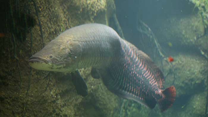 Dân chơi cá cảnh sành điệu khẳng định nuôi cá hải tượng thực sự rất vất vả, nhưng họ lại thích vì sức mạnh phi thường của những chú cá này. Để nuôi được loại cá này cần một bể nuôi lớn rộng khoảng 200 - 300 m và có nguồn thức ăn dồi dào. 