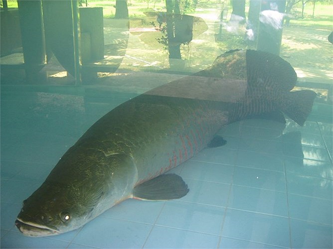 Bể cần có nắp đậy vì cá hay nhảy. Cá cũng cần khoảng không trên mặt nước để lên thở khí trời bắt buộc sau mỗi 20 phút. Khi thở cá phát ra âm thanh khá ồn ào. 