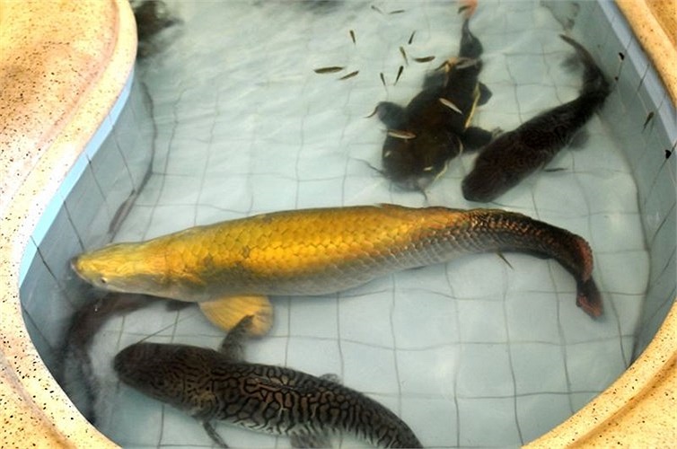  Cá hải tượng ăn các loại động vật nhỏ, giáp xác và cả thức ăn viên. Màu cá lên đẹp hay không còn tùy thuộc vào thức ăn, cách chăm sóc và kinh nghiệm của từng người. 