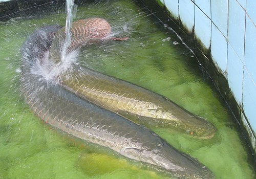 Nhưng để có được một bể cá hải tượng, người chơi phải thật sự có trong tay bạc tỷ vì để đáp ứng được điều kiện sinh sống và trưởng thành của cá. 