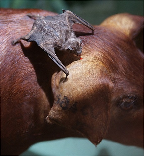 Dơi quỷ (tên khoa học Desmodus rotundus) hút máu các động vật đang ngủ là chim và các loài có vú để tồn tại. Dơi quỷ cần hút máu một hoặc hai ngày một lần