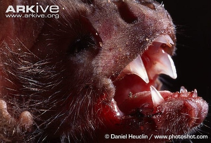 Sau đó, chúng liếm máu rỉ ra bằng chiếc lưỡi dài của mình