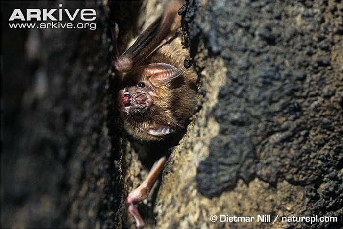 Nước bọt của dơi quỷ đóng vai trò quan trọng trong việc hút máu, vì chúng chứa các hợp chất chống đông máu và chống lại sự co thắt của các mạch máu gần vết thương, đảm bảo cho máu liên tục rỉ ra