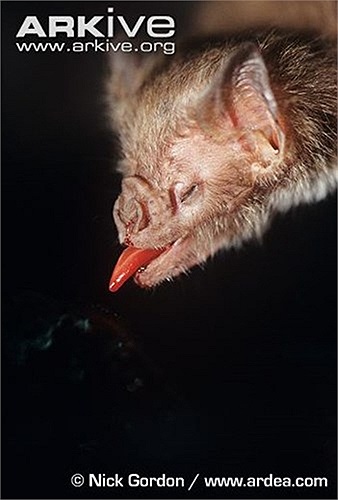 Hàm răng của dơi quỷ sắc như dao cạo, khiến những nạn nhân của chúng hầu như không có cảm giác đau đớn khi bị cắn