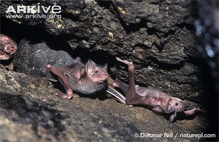 Dơi quỷ hoàn toàn có khả năng làm chết người bằng việc hút máu của mình