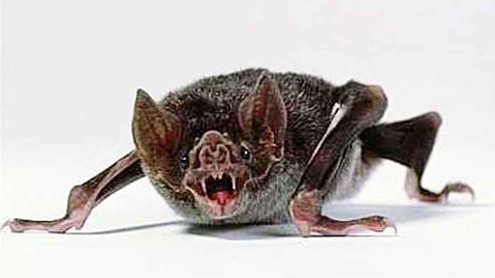 Chúng là mối nguy hiểm đối với nhiều loài động vật và cả con người