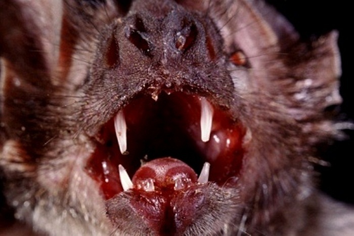 Với lượng máu mà dơi quỷ hút, một người bình thường hoàn toàn có thể bất tỉnh hoặc thậm chí dẫn đến tử vong do mất máu quá nhiều