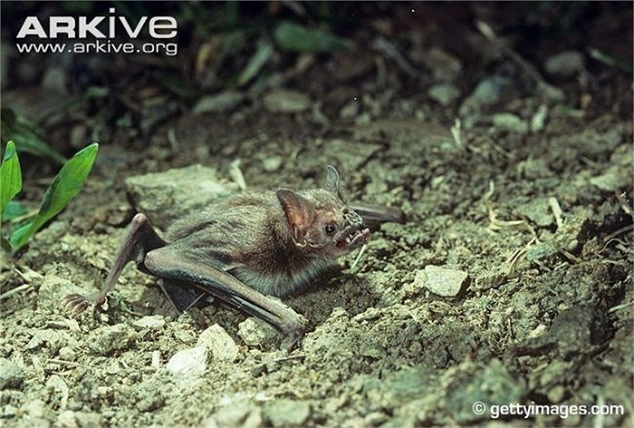 Cơ quan chuyên biệt này giúp chúng có thể dò mạch máu và nhiệt độ con mồi từ cách xa khoảng 20 cm