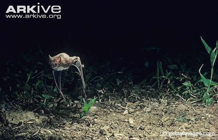 Dơi quỷ thông thường là một trong ba loài loài dơi hút máu bản địa của châu Mỹ. Chúng sinh sống trong khu vực kéo dài từ Mexico xuống Brasil, Chile và Argentina