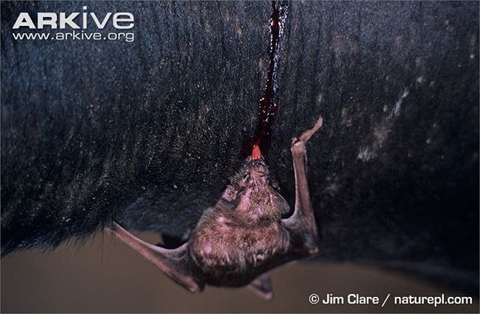 Đúng như tên gọi tiếng Anh là 'dơi ma cà rồng' (vampire bat), dơi quỷ chỉ kiếm ăn vào ban đêm và thức ăn duy nhất của chúng là máu tươi