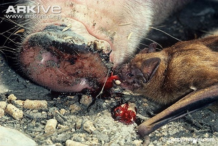 Khác với các loài dơi thông thường, dơi quỷ có khả năng nhảy trên mặt đất một cách điêu luyện để tiếp cận con mồi. Đôi khi con người cũng trở thành miếng mồi ngon của loài này