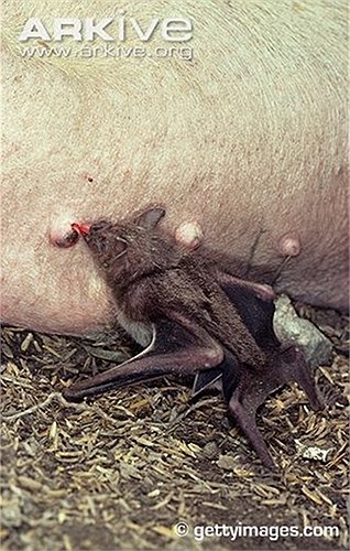 Sau khi tìm được vị trí thích hợp, chúng dùng răng cửa trên cắn rách da vật chủ, tạo thành một vết thương dài 7mm và sâu 8mm