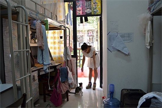 Mèo là một chú thú cưng rất được các bạn nữ yêu thích