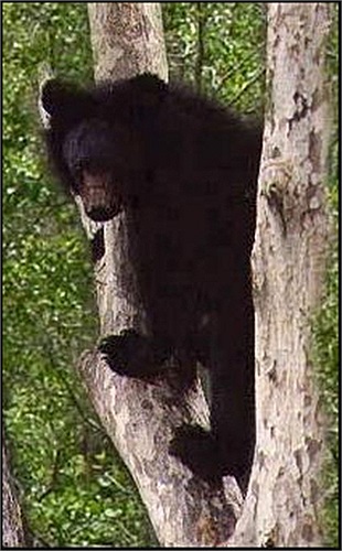 Chỉ trong 2 ngày, 6 mạng người đã bị Kesagake cướp đi. Điều đó khiến ai cũng sợ hãi, một thợ săn gấu nổi tiếng đã được thuê để tiêu diệt con gấu độc ác