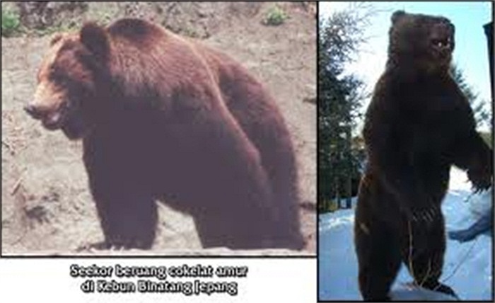 Người phụ nữ cố gắng bảo vệ đứa con nhỏ bằng cách dùng củi xua đuổi con gấu nhưng rốt cuộc lại bị nó kéo vào rừng