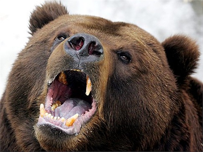 30 người đàn ông lực lưỡng trong làng đã quyết định vào rừng săn tìm Kesagake. Họ nhanh chóng tìm thấy và bắn trọng thương nó một lần nữa. Con vật buộc phải chạy trốn và họ tìm thấy xác của người phụ nữ đang bị nó vùi dưới tuyết