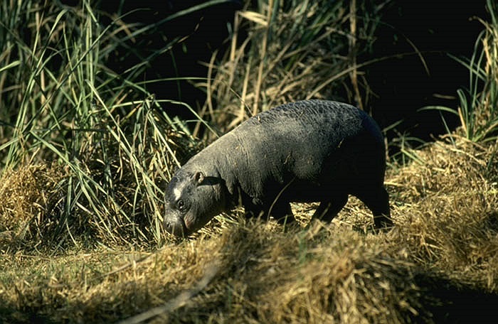 Hà mã lùn Hippopotami dae, là động vật ăn cỏ có vú với trong lượng vào khoảng 5 kg khi mới sinh và đạt 150 kg khi trưởng thành, chỉ bằng 1/10 trọng lượng của họ hàng hà mã.